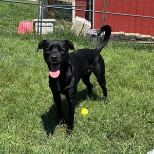 Roger, Retriever, Labrador, young, available for adoption