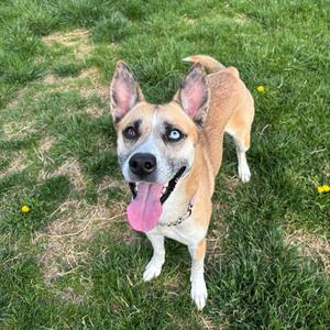 Pippin, Husky, adult, available for adoption