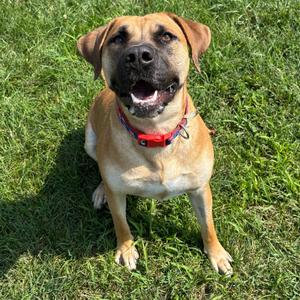 Libby, Retriever, Labrador, adult, available for adoption