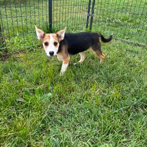 A small dog with a black and tan coat standing on grass in front of a fence.