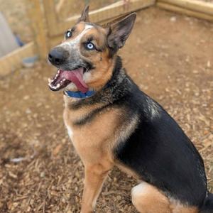 Sai, Shepherd, adult, available for adoption