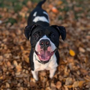 Nadia, Terrier, adult, available for adoption