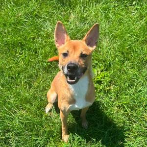 Mocha, Shiba Inu, adult, available for adoption
