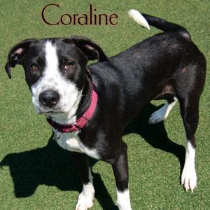 Coraline, Terrier, Pit Bull, adult, available for adoption