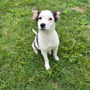 Ruthie, Husky, Siberian, available for adoption