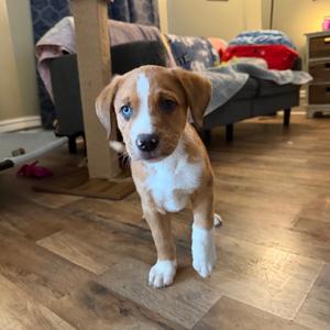 Mulberry, Hound, available for adoption