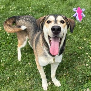 Precious, Husky, Siberian, adult, available for adoption