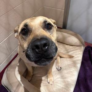 Mars, Retriever, Labrador, adult, available for adoption