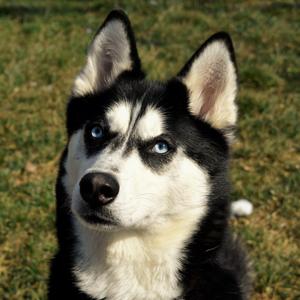 Koda, Husky, adult, available for adoption