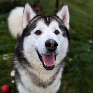 Rocky, Malamute, Alaskan, senior, available for adoption