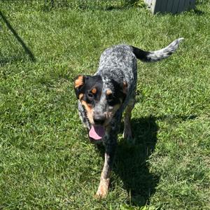 A blue heeler dog with a speckled coat and brown markings on its face and legs is walking on a grassy lawn. The dog has its tongue out and appears to be happy.