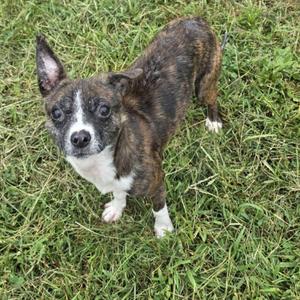 a small brindle and white dog standing on grass