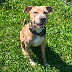 Ryker, Terrier, adult, available for adoption