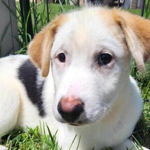 Rascal, Husky, Siberian, available for adoption