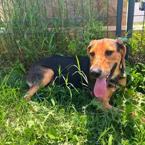 Levi, Hound, young, available for adoption