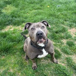 A blue pitbull dog sits on the grass and looks up at the camera.