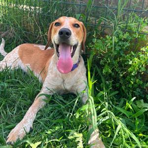 Luke, Hound, young, available for adoption