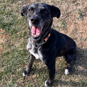 Veronica, Catahoula Leopard Dog, adult, available for adoption