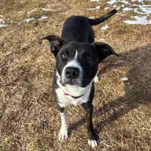 Frannie, Collie, Border, adult, available for adoption