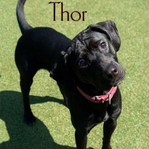 Thor, Hound, adult, available for adoption