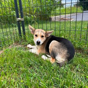 Rosalie, Husky, Siberian, available for adoption