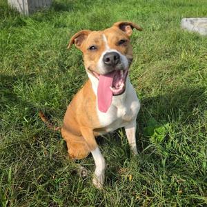 Mika, Mixed Breed (Medium), adult, available for adoption