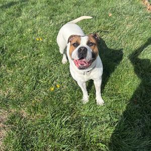 A white and brown bulldog stands on green grass, panting with its tongue out.