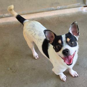 a black and white dog with a long tail standing on a concrete surface