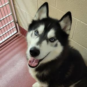 Wolfie, Husky, adult, available for adoption