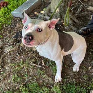 Aster, Terrier, adult, available for adoption