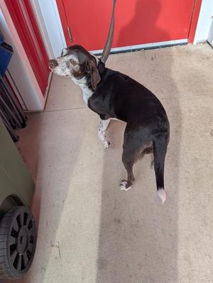 Cookie, German Shorthaired Pointer, senior, available for adoption