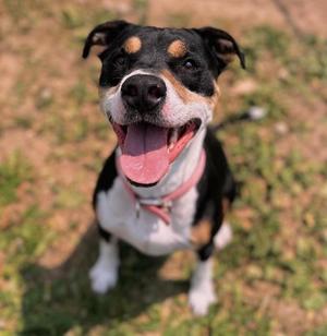 Tulip, All American Mix, available for adoption
