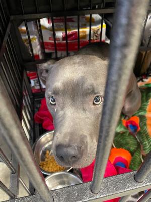 Bianca (Violet), Cane Corso Mastiff/All American Mix, adult, available for adoption