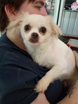 Freddy, Chihuahua, adult, available for adoption