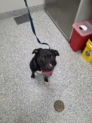 Hannah, Labrador Retriever, senior, available for adoption