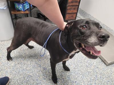 Daisy, Labrador Retriever, available for adoption