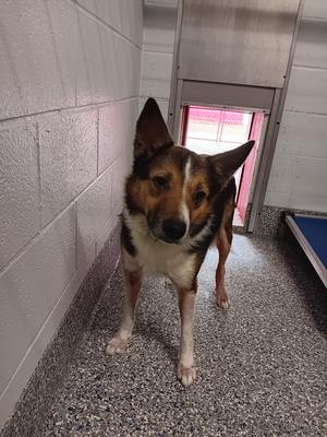 A medium-sized dog with brown, white, and black fur stands in a room with a tiled floor and cinder block walls. The dog has large, pointed ears and is looking directly at the camera.