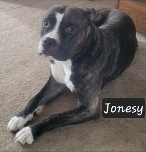 Jonesy the dog lying down on a carpeted floor