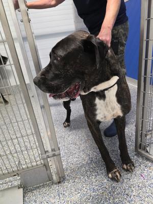Bosco, Great Dane/Mastiff, available for adoption