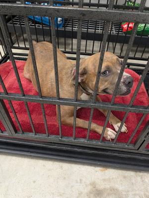 Rosie, All American Mix, senior, available for adoption