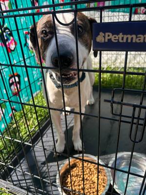 Spud, Bull Terrier/All American Mix, adult, available for adoption