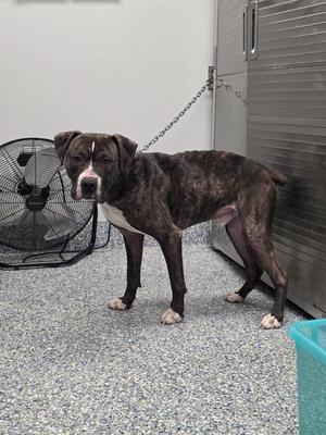 Timber, All American Mix/Boxer, senior, available for adoption