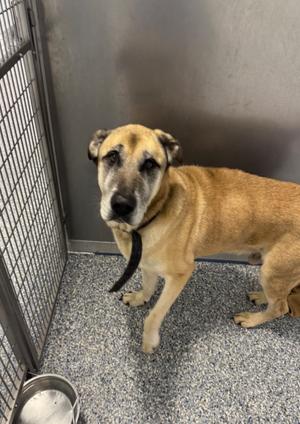 King, Anatolian Shepherd, available for adoption