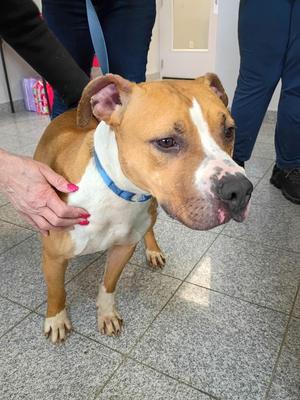 Clementine, All American Mix/Terrier, senior, available for adoption