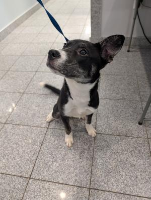 Black and white dog sitting on a tiled floor, looking up with a blue leash attached to its collar.