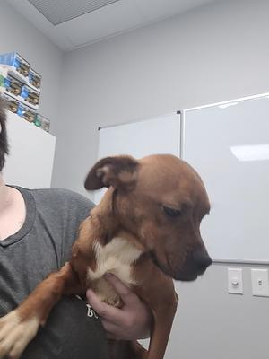 Nala, Terrier/Coonhound, adult, available for adoption