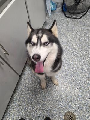 A dog with its tongue out