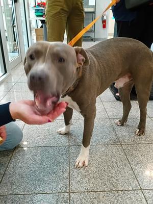 Bubby, All American Mix, senior, available for adoption