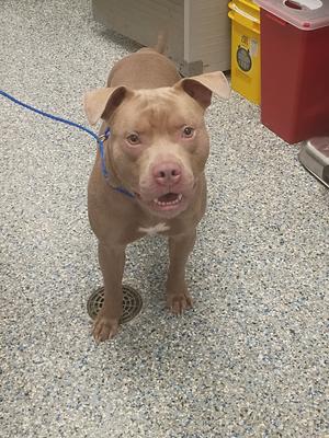 A brown dog with a blue leash standing on a speckled floor.