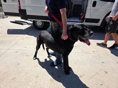 Maxdy, Great Dane/Mastiff, available for adoption
